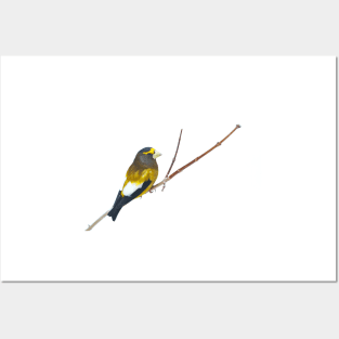 Evening Grosbeak - Algonquin Park Posters and Art